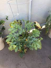 If you have zucchini leaves wilting, it's probably the vine borer. Cucumber Plant Turning Yellow And Babies Dying Gardening Landscaping Stack Exchange