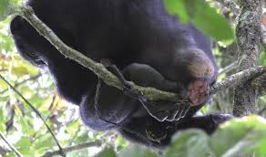 Image result for Allophylus congolanus