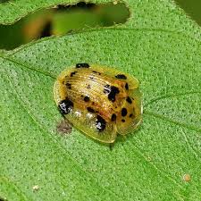 Tortoise Beetle Laccoptera Vigintisexnotata Cassidinae Chrysomelidae Tortoise Beetle Beetle Pictures Of Insects