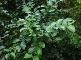 Image result for Scutia