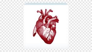 In the prints, the edge has been cleaned up, as seen. Human Anatomy Heart Rib Cage Heart Heart Poster Png Pngegg