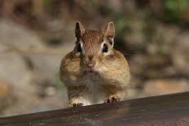 Check spelling or type a new query. Chipmunk Fur Feathers Fangs And Frogs