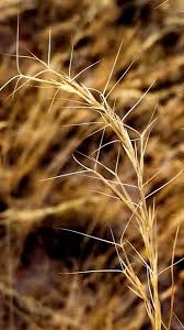 Image result for Aristida meridionalis