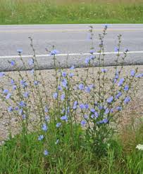 Image result for Cichorium