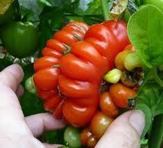 Wts Weird Tomato Ovoshi Prirodnye Chudesa Frukty