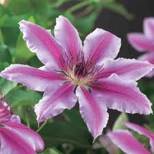 Check spelling or type a new query. Clematis Nelly Moser Free Delivery