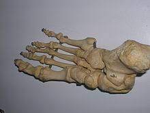 Retropiede e avampiede si dispongono in piani che si intersecano in modo variabile. Piede Wikipedia