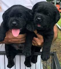 We spend our winter months in anthony, florida, which is about 15 miles from. Tru Heart Labradors Breeder Of Quality Lab Puppies In Ne Florida Labrador Retriever Retriever Filhotes De Laboratorio