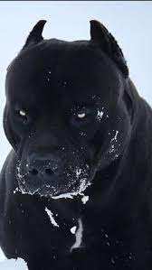 Check spelling or type a new query. 510 Pitbulls Staffords Ideen In 2021 Hunde Tiere Susse Hunde