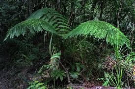 Image result for Cyatheaceae