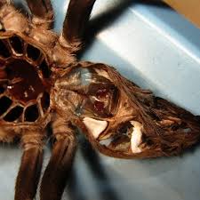 Image result for Spermacoce natalensis