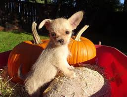 Contact our pet rehoming coordinator, or request zuchon shichon teddy bear dog rehoming services today. Dogs For Adoption Eugene The Y Guide