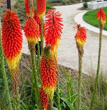 Image result for Kniphofia