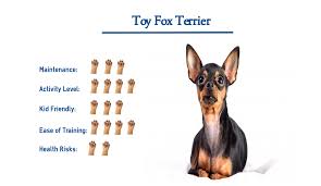 It is very active indoors and will do okay without a yard. Toy Fox Terrier Everything You Need To Know At A Glance