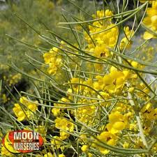 Image result for Cassia angolensis