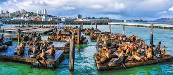 Visit us and take a tour in san francisco's pier 39 and see what is in store for you. San Francisco Pier 39 Painting By Christopher Arndt