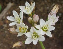 Image result for Nothoscordum borbonicum