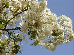 Image result for Dombeya kirkii