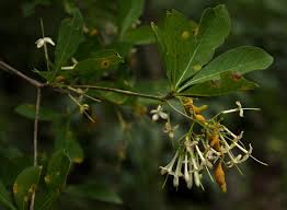 Image result for Pavetta gardeniifolia