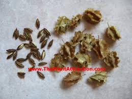 Image result for Combretum mossambicense