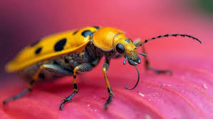 Image result for Mealybug cucumber