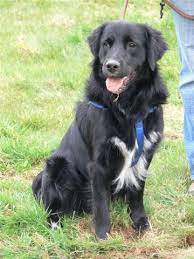 There is also a golden retriever so named because of the golden or regular readers of my column will know of my liking for early black and white photographs that are evocative of the periods in which they were taken, in. The Mystery Mix Natural History