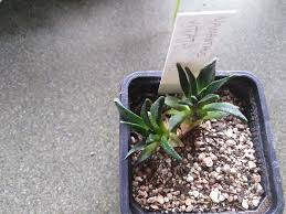 Image result for Nananthus vittatus