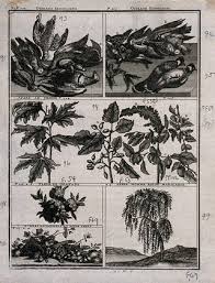 Image result for Ebenaceae