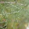 Tolerant of poor, dry soils. Https Encrypted Tbn0 Gstatic Com Images Q Tbn And9gcsn4vcu7w8et3va5xu1tzcnbypzipm837wmsfx5ck0 Usqp Cau