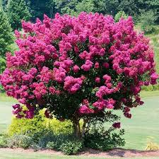 Maybe you would like to learn more about one of these? Top 35 Fastest Growing Trees Myrtle Tree Fast Growing Trees Flowering Trees