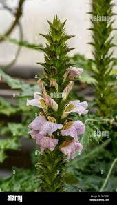 Image result for Acanthus montanus
