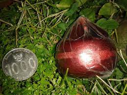 Maybe you would like to learn more about one of these? 87 Gambar Apel Jin Paling Hist Gambar Pixabay