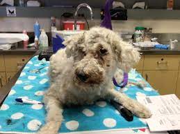 24Petconnect: Lost, Found, and Adoptable Animals