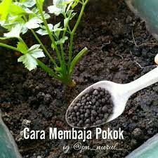 Itulah tiga cara menentukan ide pokok dengan mudah yang dapat kamu praktikkan, nah sekarang mari kita lihat beberapa contoh dalam menentukan ide pokok apabila ada pertanyaan bagaimana cara menentukan ide pokok, jawabannya adalah ketiga hal tersebut. Ig For Mak Mak Ni Cara Ibu Letak Baja Dekat Pokok