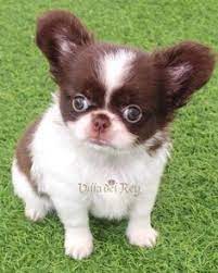 900 Kawaii Ideas In 2021 Cute Animals Cute Dogs Puppies