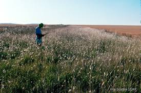 Image result for Dichanthium