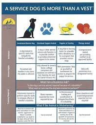 Service dogs should only go potty on command by their handler. Fake Service And Emotional Support Dogs On The Rise How To Tell The Difference Fido Friendly
