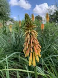Image result for Kniphofia thomsonii
