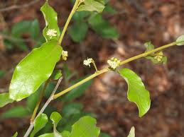 Image result for Dichapetalum rhodesicum