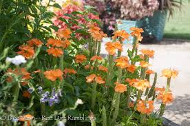 Image result for Crossandra nilotica
