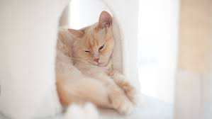 Things You Should And Shouldn T Do For Your Neutered Cat