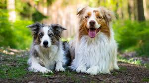We did not find results for: Border Collie Vs Australian Shepherd Breed Differences Similarities