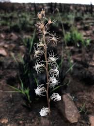 Image result for Holothrix nyasae