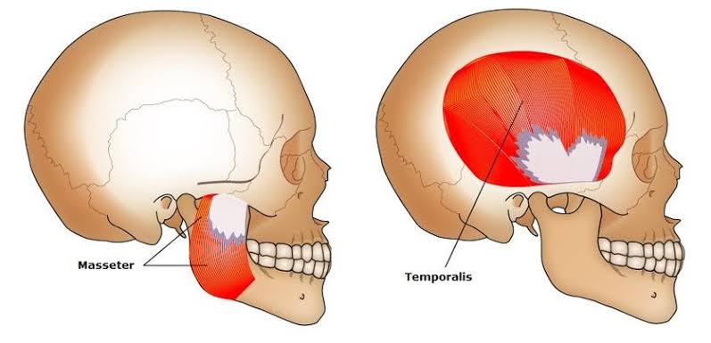 Scientists discover a new muscle layer in the human jaw that helps it in stabilization