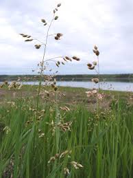 Image result for Anthoxanthum