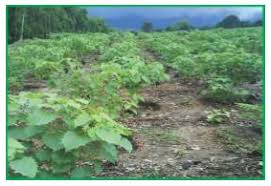 A wide variety of gmelina arborea options are available to you Gmelina Arborea Vikaspedia