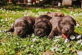 Check spelling or type a new query. When Can Puppies Go Outside Dogschool Com