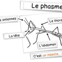 Sciences Les Phasmes Science Sciences En Maternelle Phasme