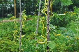 Bush beans grow in around 50 to 55 days while it will take 55 to 65 days for pole beans. How To Grow Green Beans Even With A Brown Thumb