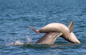 The term mere swine sea pig was also used. Dolphins Adapt To Survive Invasive Coastal Constructions Science Research News Frontiers